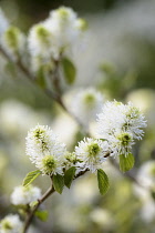 Mountain witch alder, Fothergilla major Monticola Group, White flowers growing on the plant outdoor.