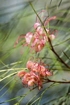 Grevillea, Johnson's grevillea, Grevillea johnsonii, Pink coloured flower growing outdoor.