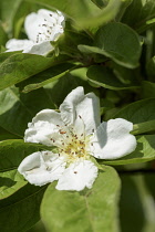 Medlar, Mespilus germanica, Detail of white flower showing stamen.