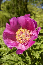 Peony, Tree Peony 'Leda',	Paeonia lutea 'Leda', Close up of vivid pink coloured flower growing outdoor showing stamen.