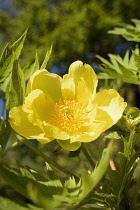 Peony,  Tree peony, Paeonia delavayi lutea, Close up of vivid yellow flower showing stamen outdoor.