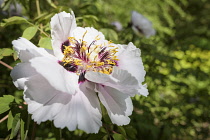 Peony, Rock's tree peony, Paeonia rockii, Close up of pale pink coloured flower showing stamen outdoor.