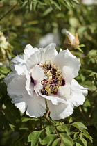 Peony, Rock's tree peony, Paeonia rockii, Close up of pale pink coloured flower showing stamen outdoor.