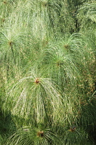 Papyrus, Cyperus papyrus, Green coloured paper reed growing outdoor.