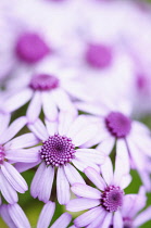 Cineraria, Webb's cineraria, Pericallis webbii, Close up of mauve coloured flowers showing stamen outdoor.