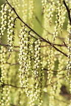 Soiketail, Stachyurus, Early stachyurus, Stachyurus praecox, Mass of tiny flowers hanging from branches.