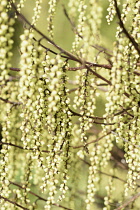 Soiketail, Stachyurus, Early stachyurus, Stachyurus praecox, Mass of tiny flowers hanging from branches.