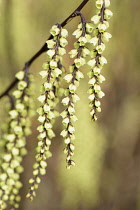 Soiketail, Stachyurus, Early stachyurus, Stachyurus praecox, Mass of tiny flowers hanging from branches.