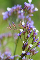 Sea lavender, Limonium sinuatum, Side view of tiny purple flowers growing outdoor.