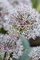 Allium, Kara Tau Garlic, Allium karataviense,  Close up of globe shaped flower head growing outdoor.