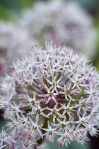 Allium, Kara Tau Garlic, Allium karataviense,  Close up of globe shaped flower head growing outdoor.