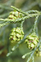 Summit Cedar, Athrotaxis laxifolia, Green buds growing on the plant showing pattern.