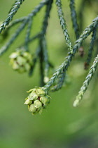 Summit Cedar, Athrotaxis laxifolia, Green buds growing on the plant showing pattern.