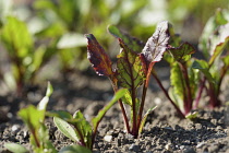 Beetroot, Beta vulgaris, Red coloured leaves growing in soil outdoor.