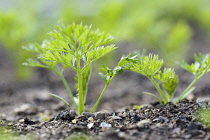 Carrot 'Tendersnax', Daucus carota 'Tendersnax', Green coloured leaves growing in soil outdoor.