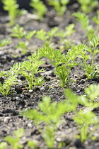 Carrot 'Tendersnax', Daucus carota 'Tendersnax', Green coloured leaves growing in soil outdoor.