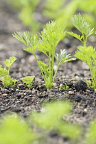 Carrot 'Tendersnax', Daucus carota 'Tendersnax', Green coloured leaves growing in soil outdoor.