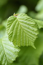 Hazelm Cob Nut, Corylus avellana, Close up of green leaf  growing outdoor showing pattern.
