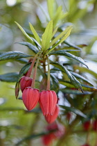 Chilean lantern tree, Crinodendron hookerianum, Bright red coloured flower buds growing outdoor.