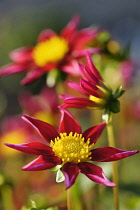 Dahlia, Dahlia 'Starry Eyes - Red', Bright red coloured flower showing yellow stamen.