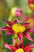 Dahlia, Dahlia 'Starry Eyes - Red', Bright red coloured flower showing yellow stamen.