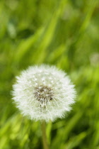 Dandelion clock, Taraxacum officinale, Single white globe shaped seedhead against grass background.