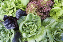 Lettuce, Lactuca sativa, Close up of mixed varieties.