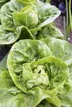 Lettuce 'Little gem pearl', Lactuca sativa 'Little gem pearl', Aerial view of lettuces growing outdoor.