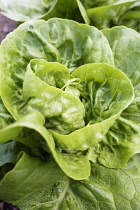 Lettuce 'Little gem pearl', Lactuca sativa 'Little gem pearl', Aerial view of lettuces growing outdoor.