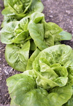 Lettuce 'Little gem pearl', Lactuca sativa 'Little gem pearl', Aerial view of lettuces growing outdoor.