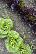 Lettuce, Lactuca sativa, Mixed varieties growing outdoor in soil.