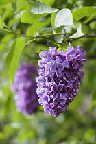 Lilac, Lilac 'Katherine Havemeyer', Syringa vulgaris 'Katherine Havemeyer', Purple coloured flowers grbowing outdoor.
