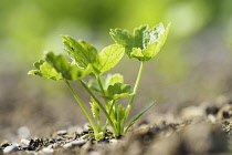 Parsnip 'Gladiator', Pastinaca sativa 'Gladiator', Green leaves growing outdoor in soil.