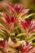 Pieris, Pieris formosa var. forrestii, Detail of red coloured foliage growing outdoor.