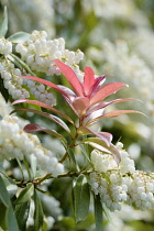 Pieris, Pieris formosa var. forrestii, Detail of red coloured foliage growing outdoor.