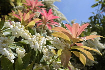 Pieris, Pieris formosa var. forrestii, Detail of red coloured foliage growing outdoor.