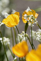 Poppy, Californian poppy, Eschscholzia californica, Backlit orange flowers against Tulbaghia natalensis Sweet wild garlic growing outdoor.