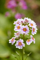 Primula, Primrose, Candelabra primrose, Primula japonica, Small pink coloured flowers growing outdoor.