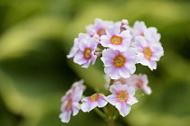Primula, Primrose, Candelabra primrose, Primula japonica, Small pink coloured flowers growing outdoor.