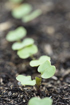 Swede 'Invitation', Brassica napus napobrassica 'Invitation', Leaves growing outdoor in soil.