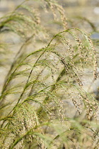 Cape restio, Rhodocoma capensis, Close up detail of ornamental grass growing outdoor.