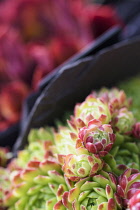 Houseleek, Sempervivum atlanticum, Close up showing pattern.