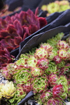 Houseleek, Sempervivum atlanticum, Close up showing pattern.