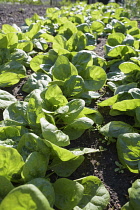 Spinach 'Fiorana', Spinacea oleracea 'Fiorana', Mass of green leaves growing outdoor.