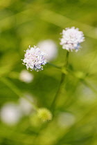 Devil's bit, Succisella inflexa 'Frosted pearls', Small delicate white flowers growing outdoor.