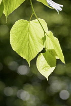 Linden, Lime tree, Tilia x europaea, Backlit green leaf growing on the tree.