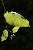 Linden, Lime tree, Tilia x europaea, Backlit green leaf against a black backgbround.