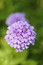 Verbena, Close up of mauve coloured flower growing outdoor.