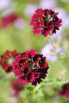 Verbena, Red flowers growing outdoor.