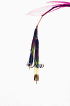 Angel's Tears, Bilbergia nutans, Studio cut out of single colourful flower against a white background.